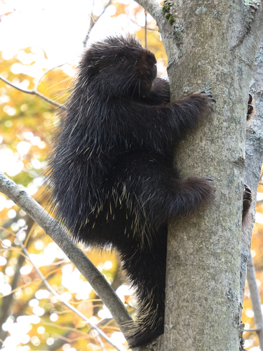 North American Porcupine, photo 5 of 10