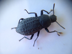 Polypleurus geminatus