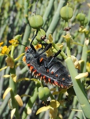 Julodis