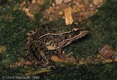 Lithobates sphenocephalus utricularius