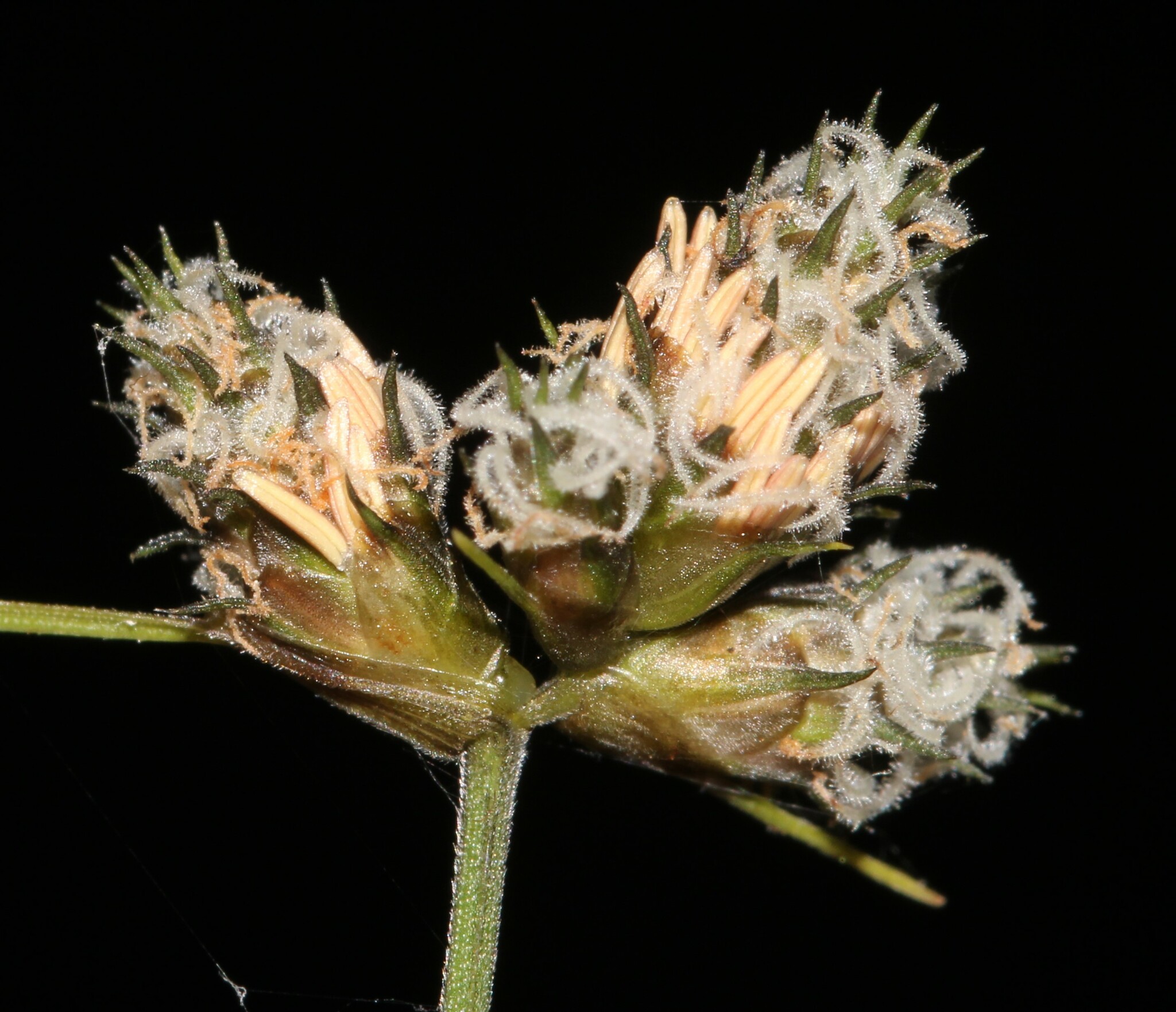 Fuirena coerulescens