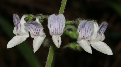 Image of Equilabium laxiflorum by (c) Brian du Preez, some rights reserved (CC BY-SA)