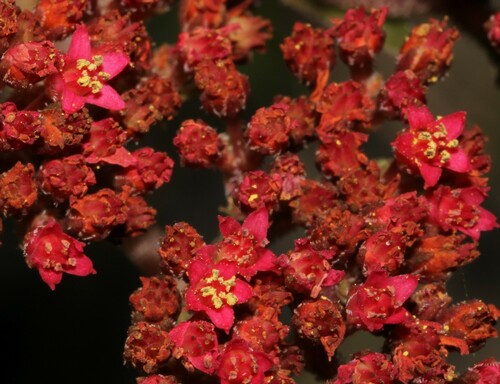 grassland red crassula