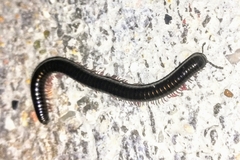 Pachyiulus oenologus