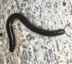 Pachyiulus oenologus