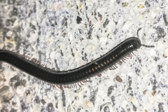 Pachyiulus oenologus