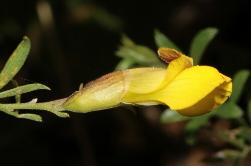 Image of Pearsonia aristata by (c) Brian du Preez, some rights reserved (CC BY-SA)