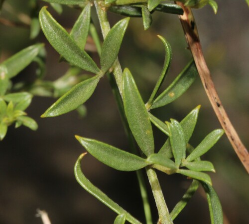 Image of Pearsonia aristata by (c) Brian du Preez, some rights reserved (CC BY-SA)