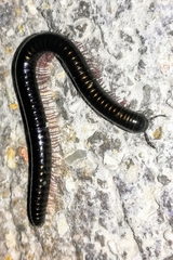 Pachyiulus oenologus