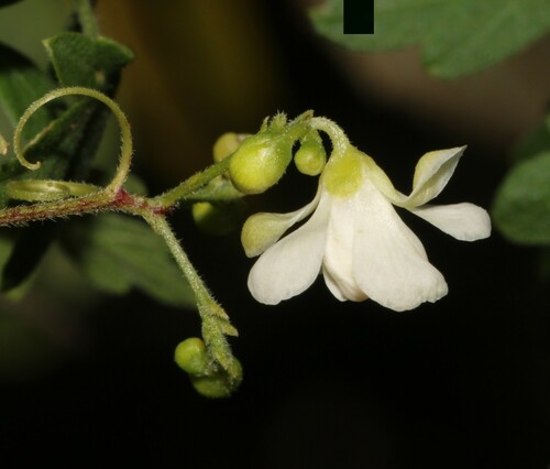 Image of Cardiospermum microcarpum by (c) Brian du Preez, some rights reserved (CC BY-SA)