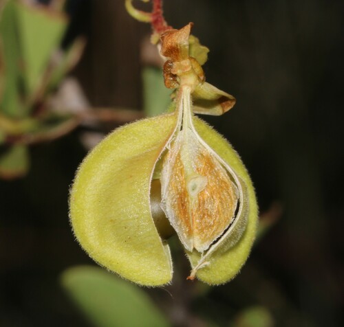 Image of Cardiospermum microcarpum by (c) Brian du Preez, some rights reserved (CC BY-SA)