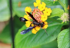 Isodontia exornata