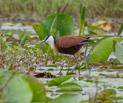 African Jacana photo 5