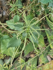 Urtica membranacea image