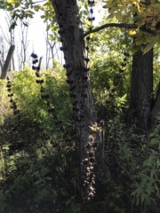 Dasistoma macrophylla