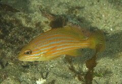 Lemonfish photo 2