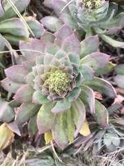 Aeonium percarneum image