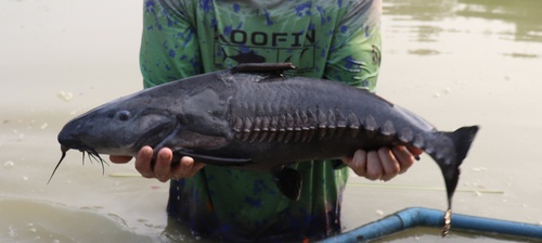 Black ripsaw catfish (Oxydoras niger) — Doradidae — 2