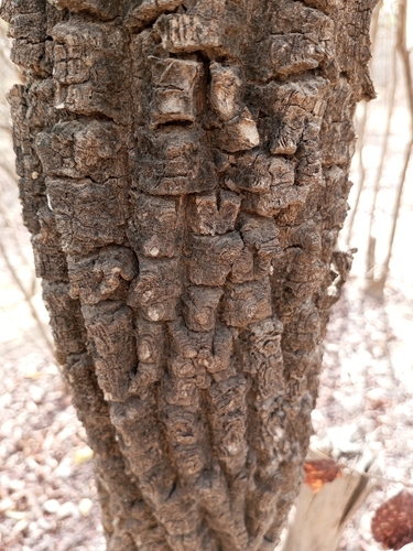 Shea Tree