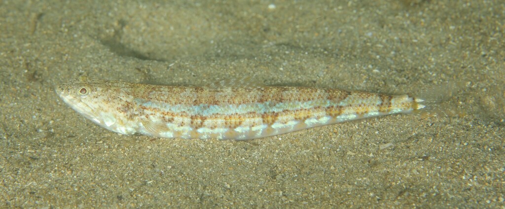 Banded Lizardfish