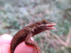 Anolis mariarum