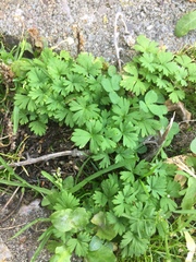 Alchemilla australis