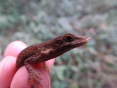 Anolis mariarum