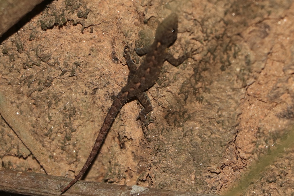 Anaimudi Day Gecko