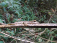 Anolis mariarum