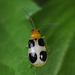 Paridea oculata - Photo 由 Kirill Kryukov 所上傳的 (c) Kirill Kryukov，保留部份權利CC BY-NC