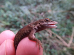 Anolis mariarum