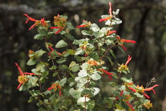 Salvia regla