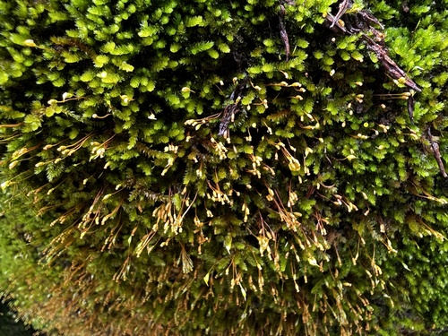 Sematophyllum observed 2023-04-11