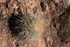 Echinofossulocactus ochoterenaus