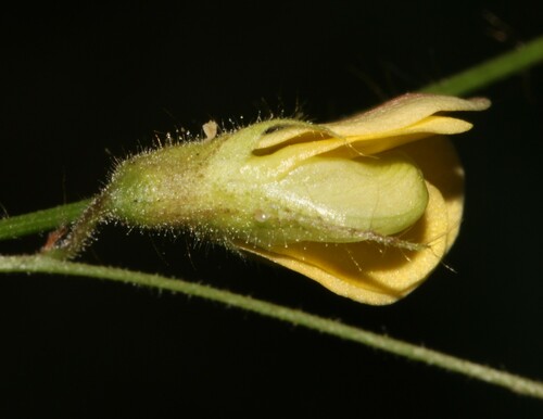 Image of Rhynchosia totta by (c) Brian du Preez, some rights reserved (CC BY-SA)