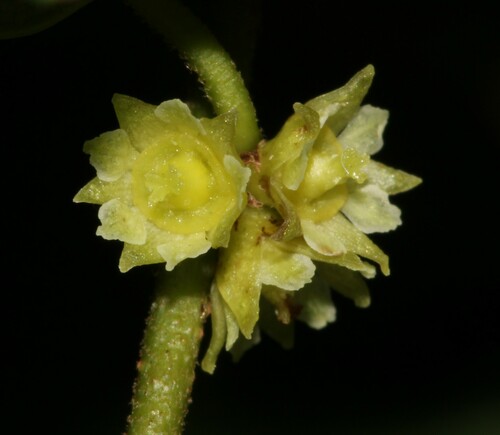 Image of Bridelia cathartica by (c) Brian du Preez, some rights reserved (CC BY-SA)