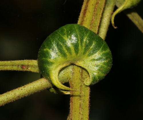 Image of Senna petersiana by (c) Brian du Preez, some rights reserved (CC BY-SA)