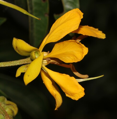 Image of Senna petersiana by (c) Brian du Preez, some rights reserved (CC BY-SA)
