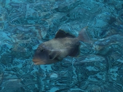 Pseudobalistes flavimarginatus