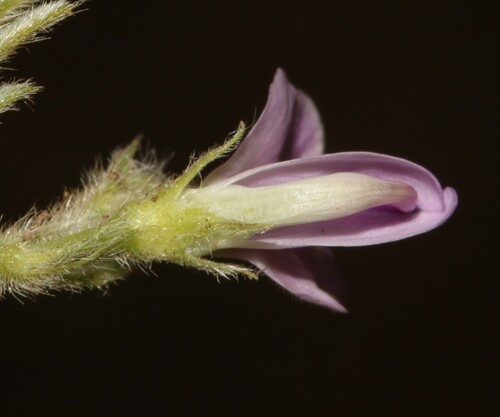 Image of Tephrosia pumila by (c) Brian du Preez, some rights reserved (CC BY-SA)