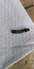 Androloma disparata