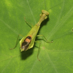 Acontista aurantiaca