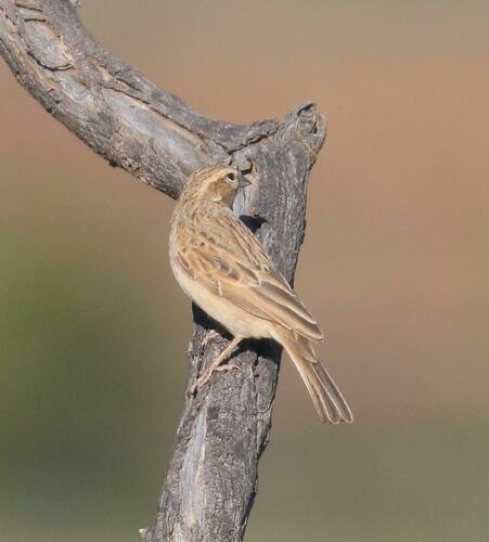 Lark-like Bunting (Emberiza impetuani), photo 8