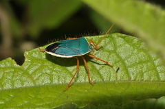 Edessa rufomarginata