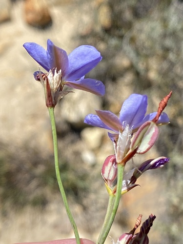 Aristea dichotoma (Aristea dichotoma)