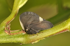 Membracis dorsata
