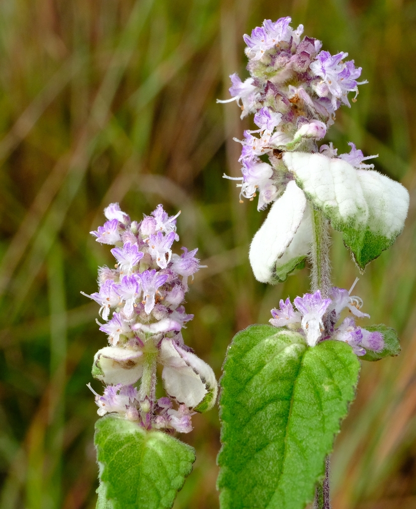 Platostoma rotundifolium