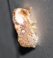 Pseudanapaea denotata