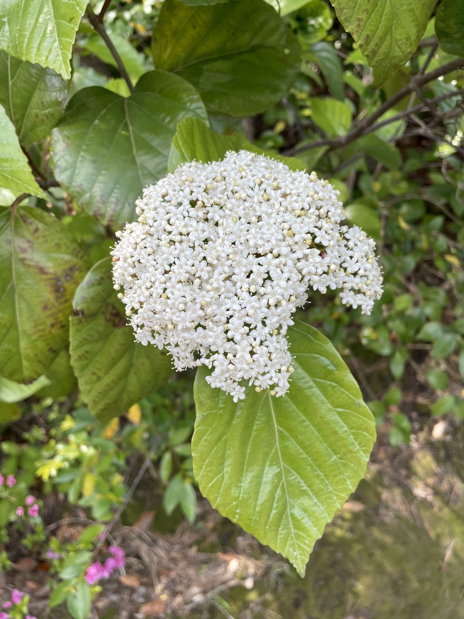 Viburnum japonicum (Thunb.) Spreng.