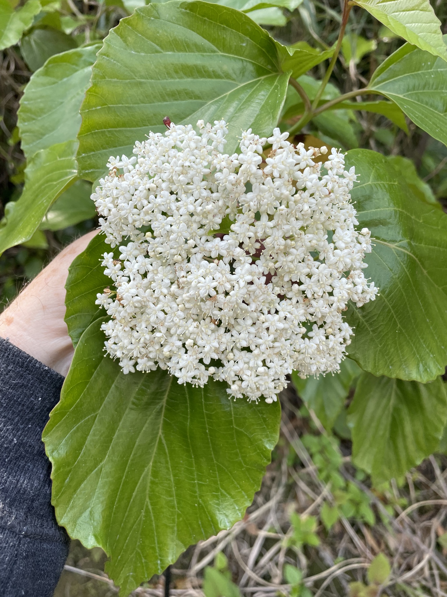 Viburnum japonicum (Thunb.) Spreng.
